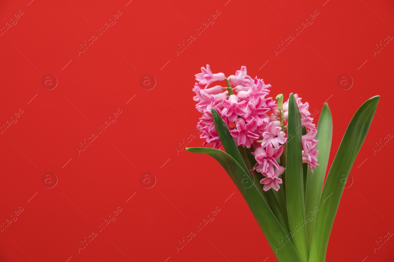 Photo of Beautiful hyacinth on color background, space for text. Spring flower