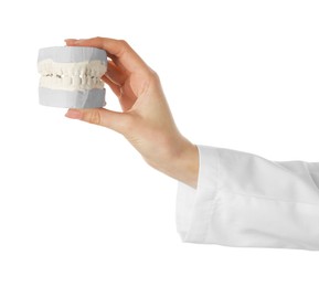 Photo of Doctor holding dental model with jaws on white background, closeup. Cast of teeth