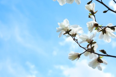 Closeup view of beautiful blossoming magnolia tree against blue sky. Space for text