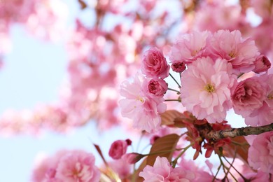 Photo of Sakura tree with beautiful pink flowers outdoors, closeup