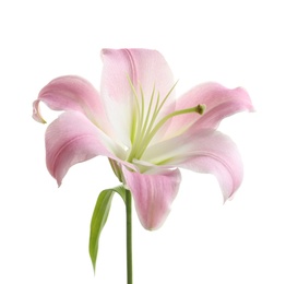 Beautiful blooming lily flower on white background