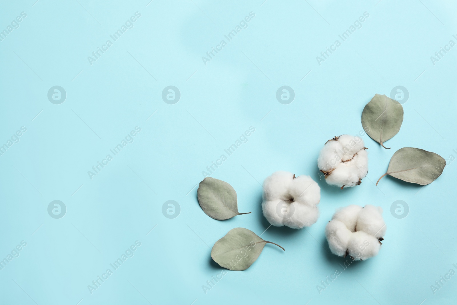 Photo of Flat lay composition with cotton flowers on blue background, space for text