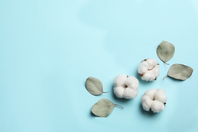 Flat lay composition with cotton flowers on blue background, space for text