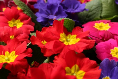 Photo of Beautiful primula (primrose) plants with colorful flowers as background, closeup. Spring blossom