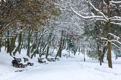 Photo of Trees covered with snow and benches in winter park