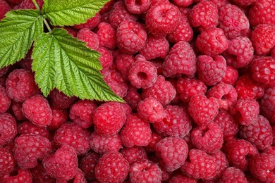 Many fresh ripe raspberries and green leaves as background, top view