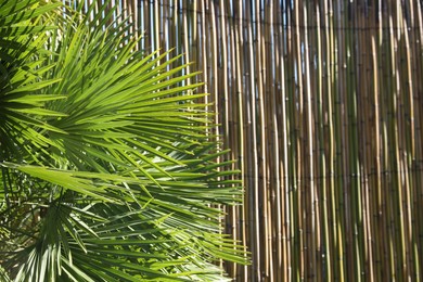 Beautiful palm tree with green leaves near bamboo fence outdoors, closeup. Space for text