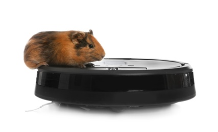 Photo of Modern robotic vacuum cleaner and guinea pig on white background