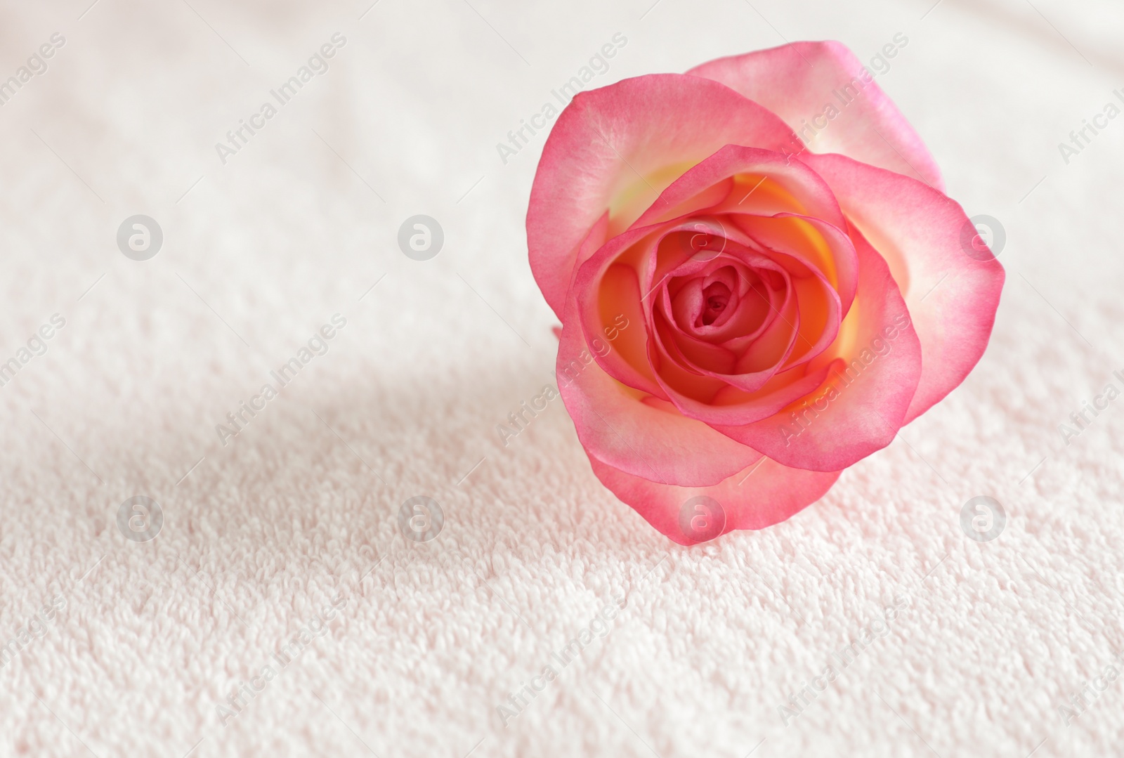 Photo of Pink rose on tidy white towel, closeup with space for text. Spa treatment