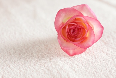 Photo of Pink rose on tidy white towel, closeup with space for text. Spa treatment