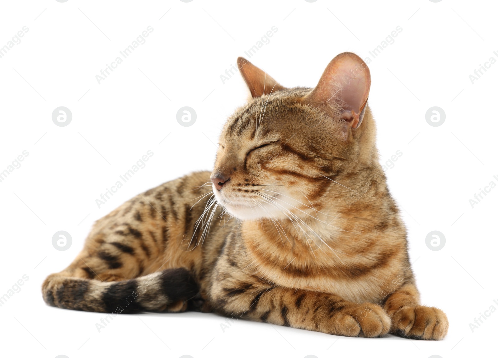 Photo of Cute Bengal cat on white background. Adorable pet