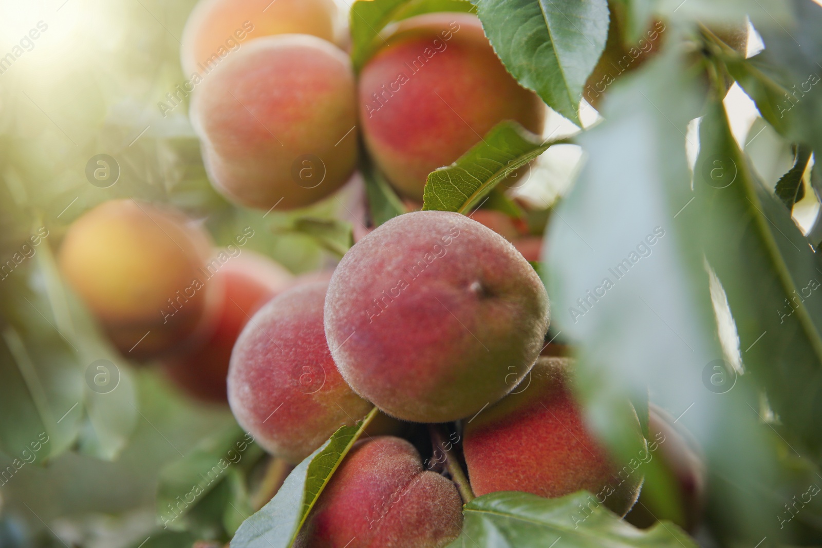 Photo of Ripe peaches on tree branch in garden, closeup