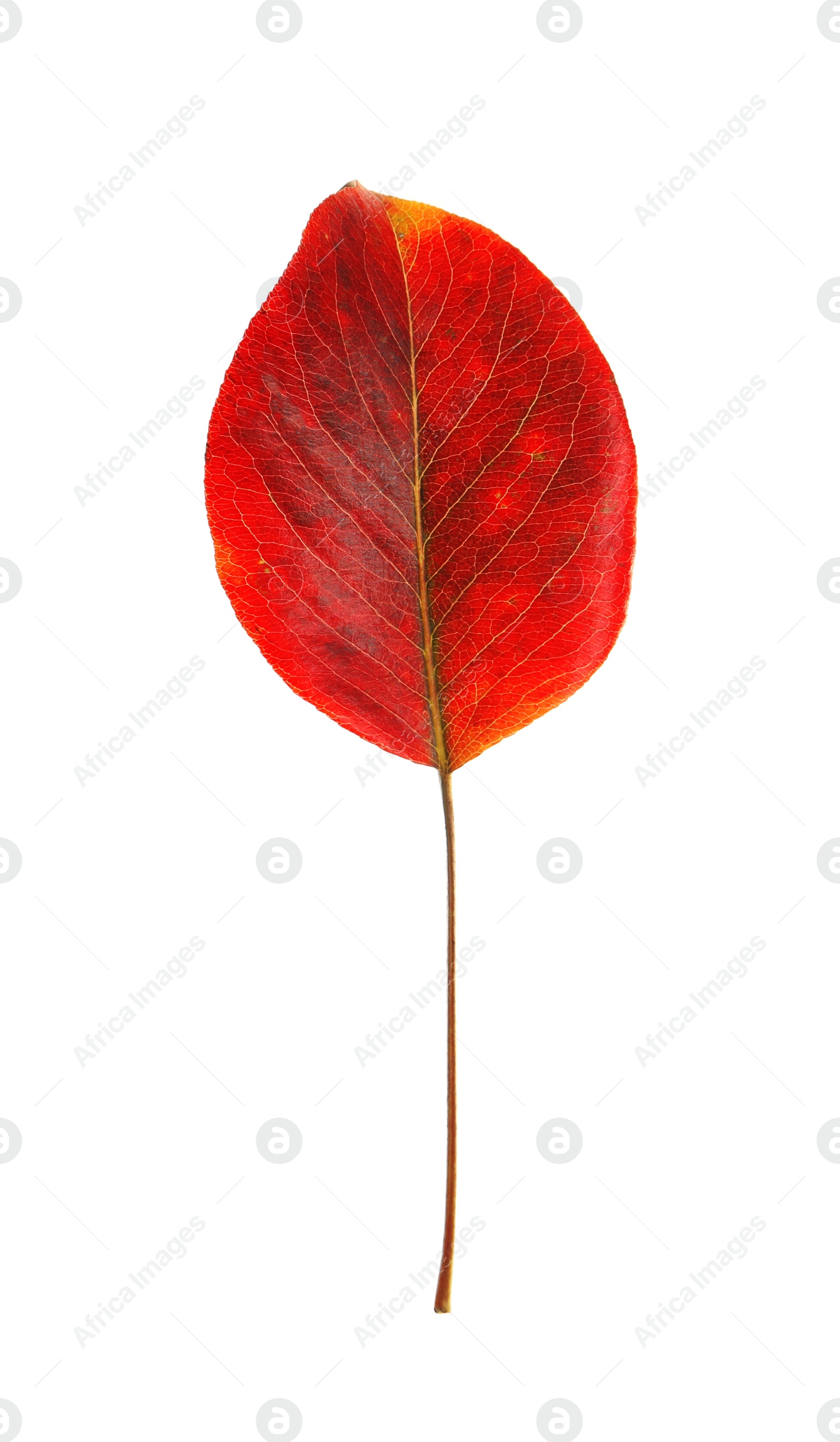 Photo of Beautiful autumn leaf on white background. Fall foliage