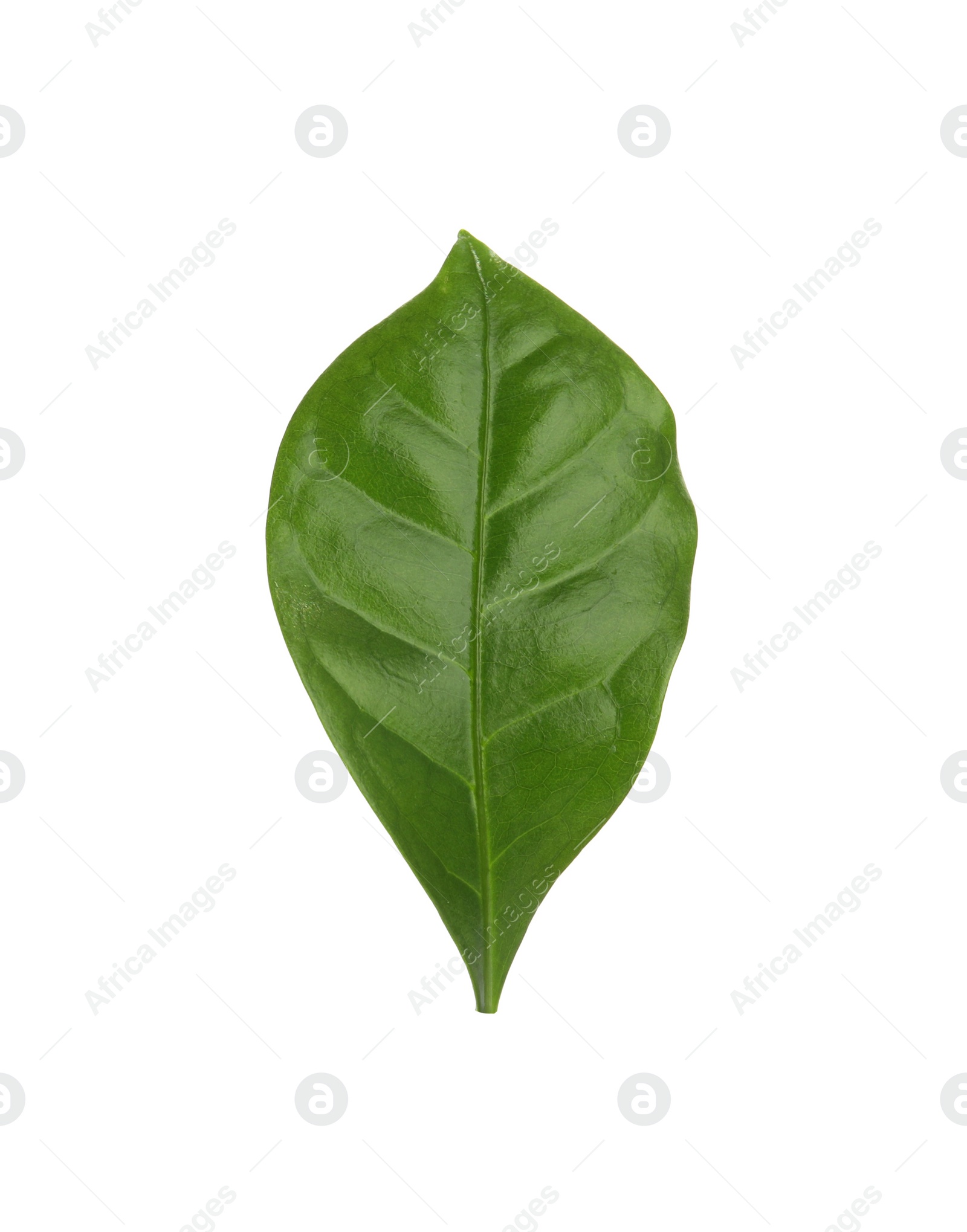 Photo of Leaf of coffee plant isolated on white