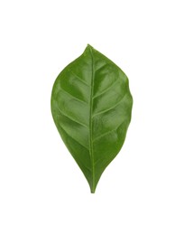 Photo of Leaf of coffee plant isolated on white