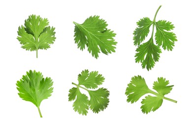 Image of Set with many fresh cilantro leaves on white background