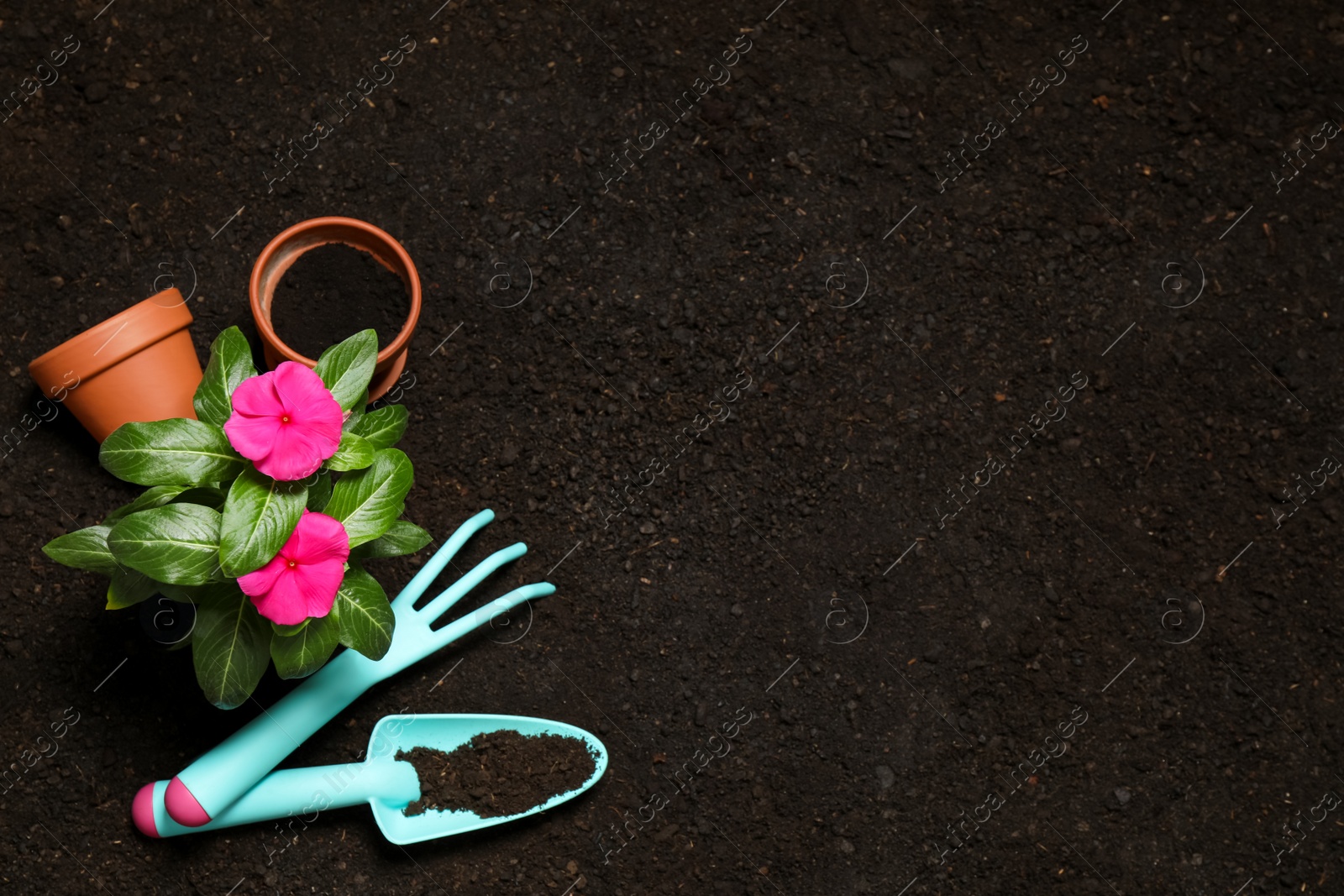 Photo of Flat lay composition with gardening tools and flower on soil, space for text