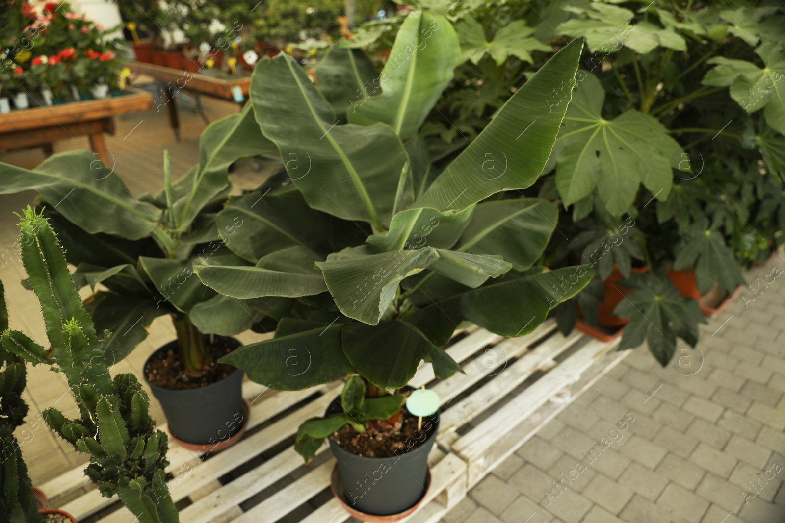 Photo of Beautiful potted banana trees in garden center