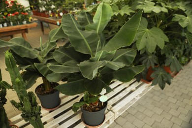 Photo of Beautiful potted banana trees in garden center