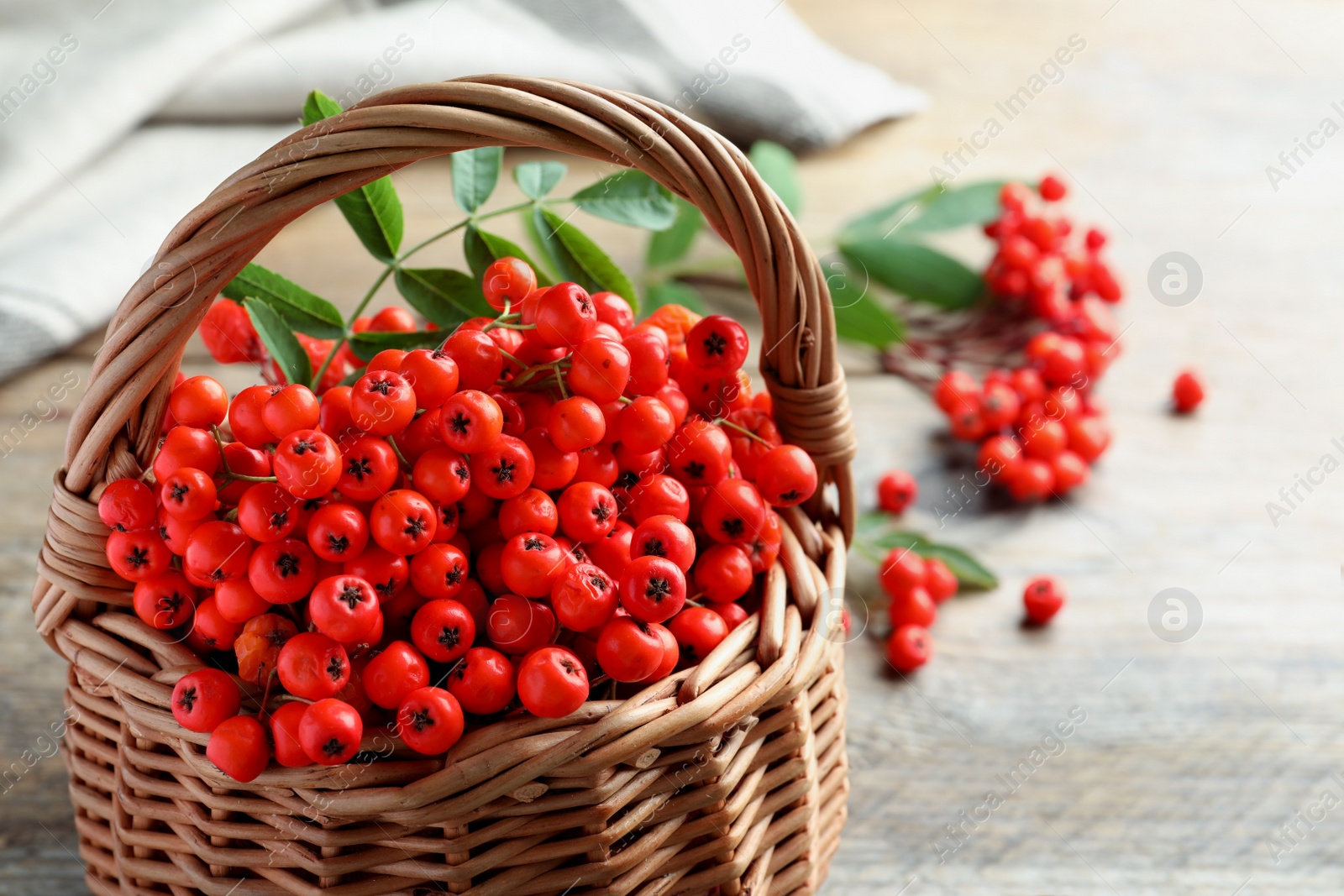 Photo of Fresh ripe rowan berries with green leaf in wicker basket on table, space for text