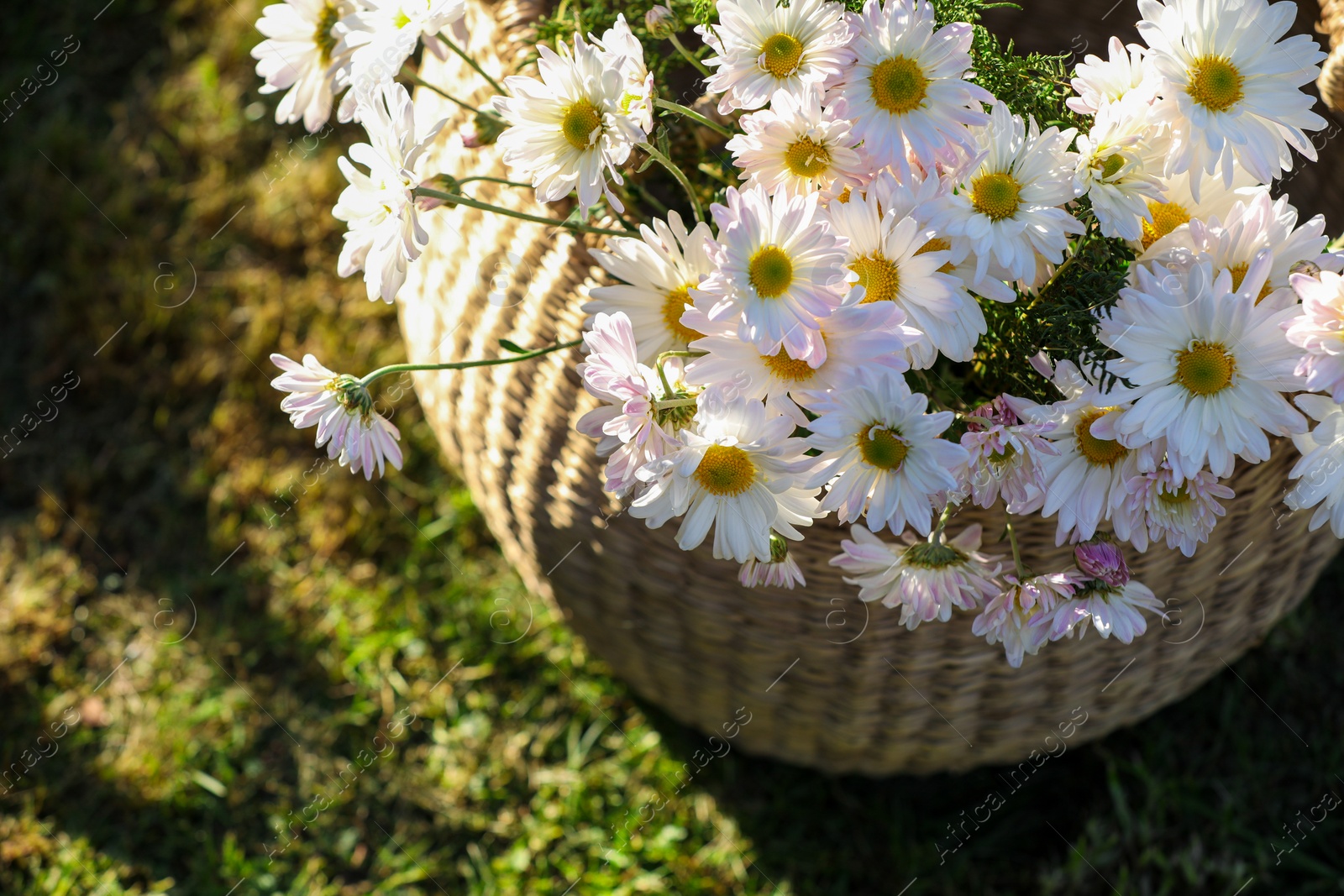 Photo of Beautiful wild flowers in wicker basket on green grass outdoors, above view