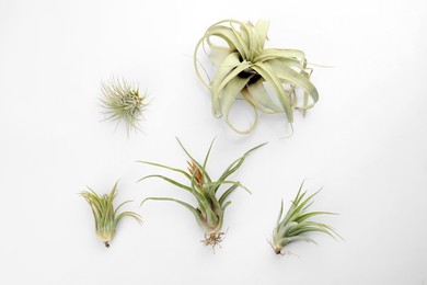 Photo of Beautiful tillandsias on white background, flat lay. Exotic houseplants