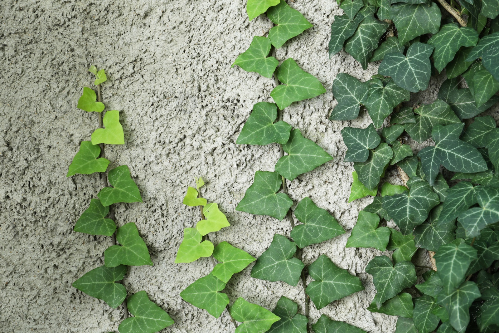 Photo of Ivy with green leaves on grey wall