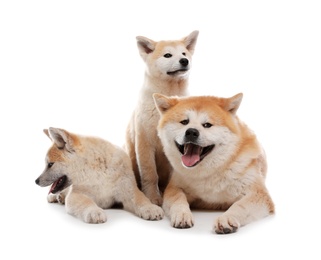 Photo of Adorable Akita Inu dog and puppies isolated on white