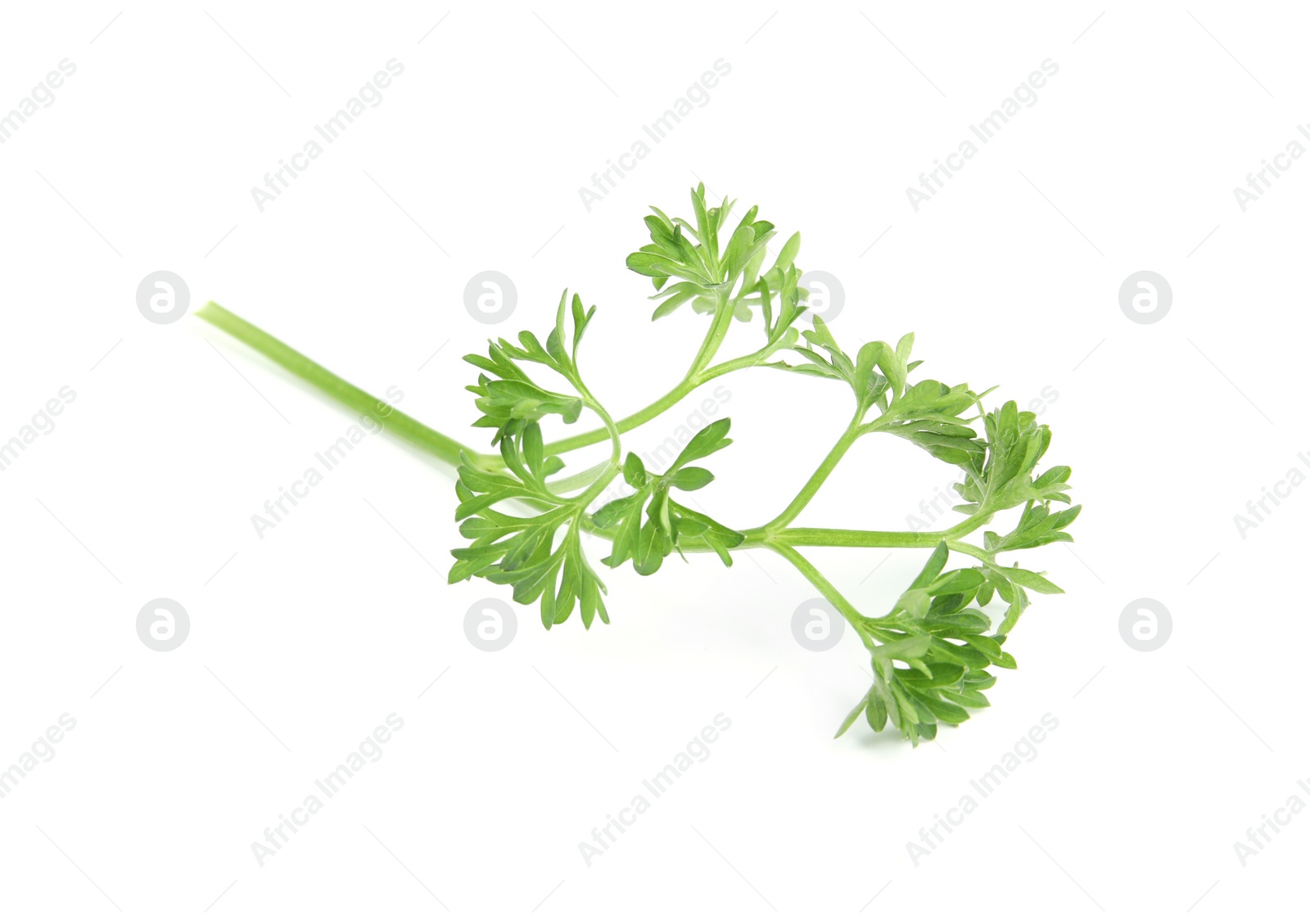 Photo of Fresh green organic parsley on white background