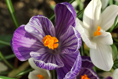 Beautiful crocuses in garden, closeup. Spring season