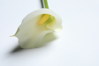 Beautiful calla lily flower on white background, closeup. Space for text