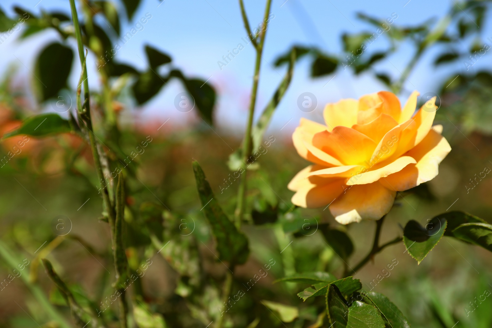 Photo of Beautiful rose in blooming garden on sunny day