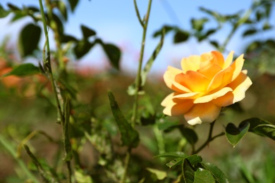 Photo of Beautiful rose in blooming garden on sunny day