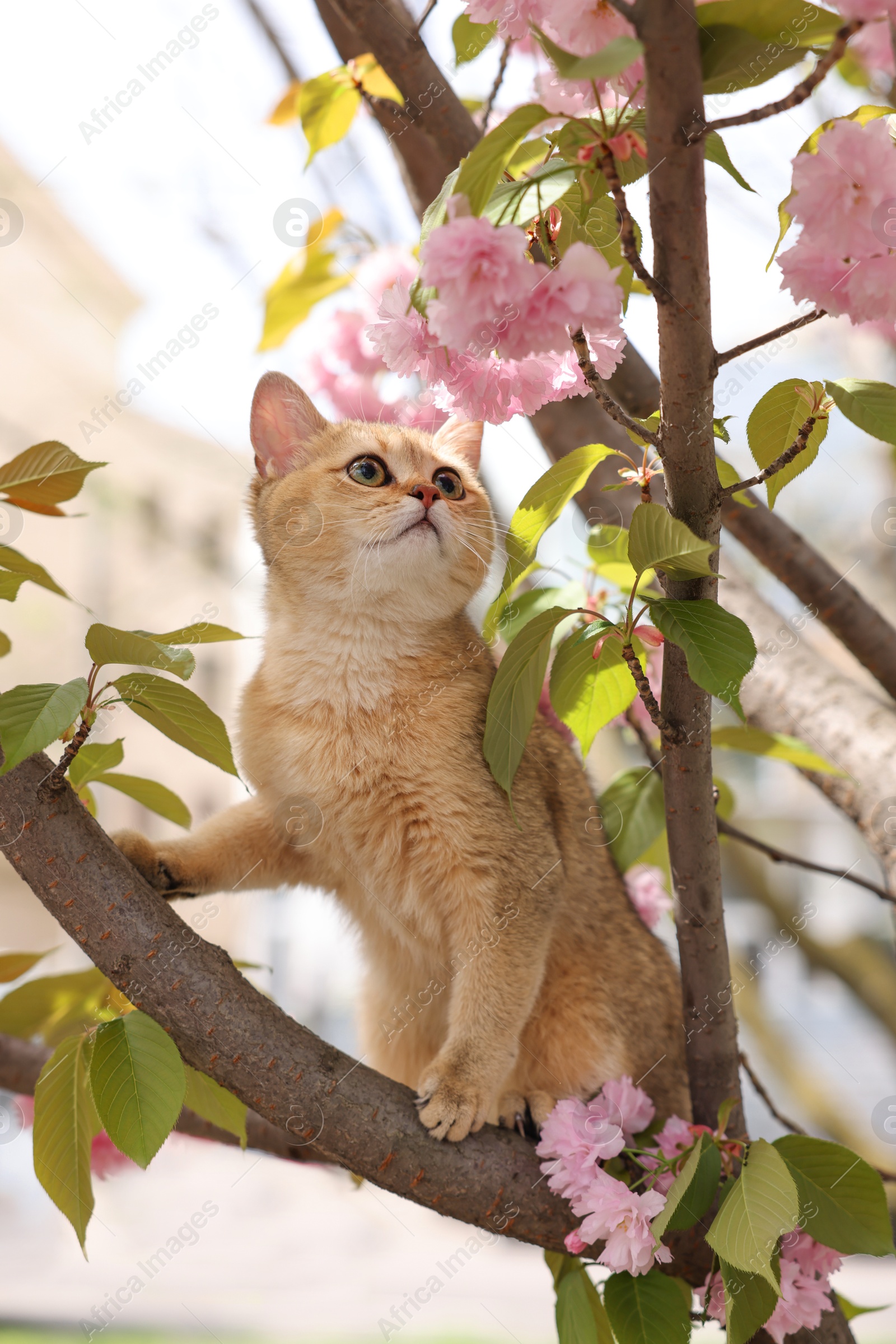 Photo of Cute cat on blossoming spring tree outdoors