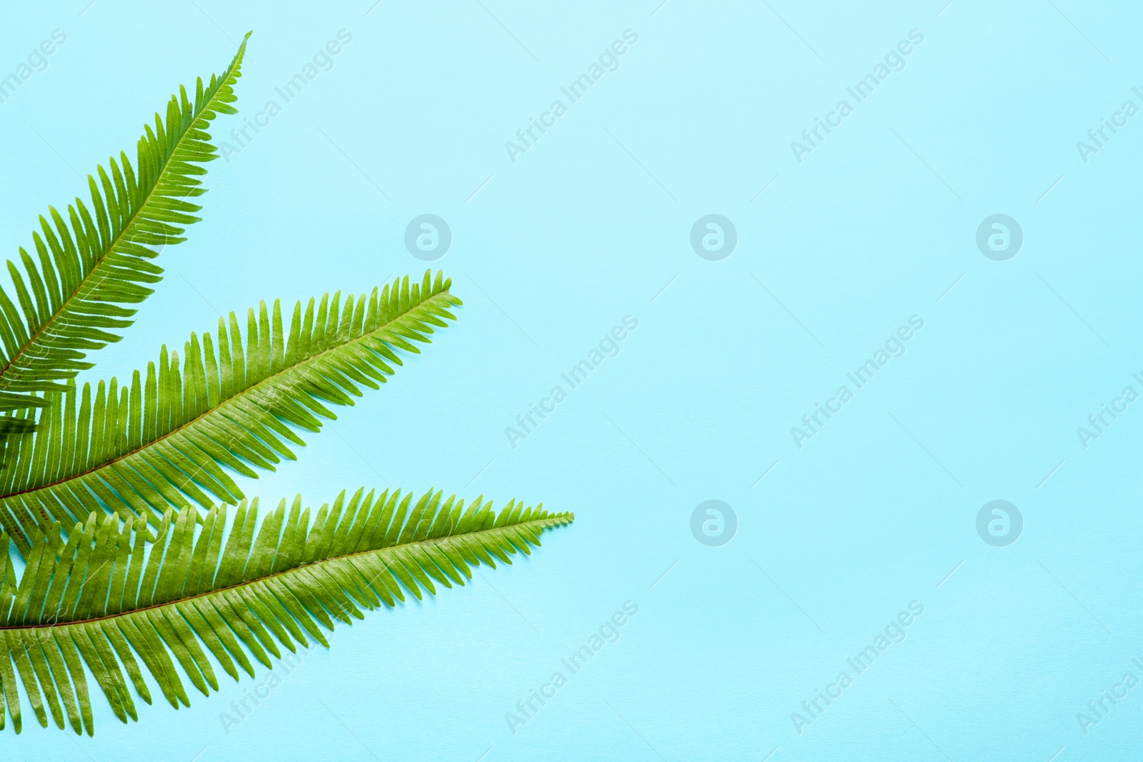 Photo of Beautiful tropical Fern leaves on color background, top view