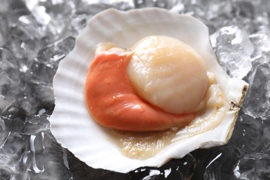 Fresh raw scallop in shell on ice cubes, closeup