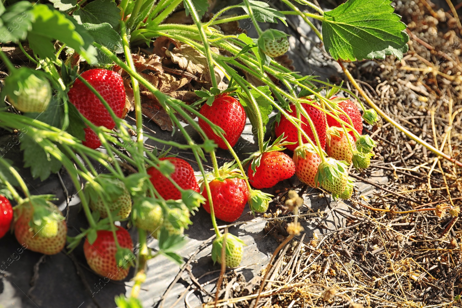 Photo of Bushes with ripe strawberries in garden on sunny day