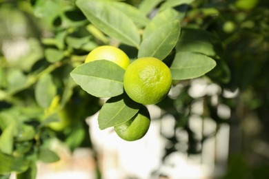 Ripe limes growing on tree branch in garden, closeup