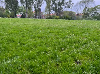 Photo of Green grass growing outdoors on spring day