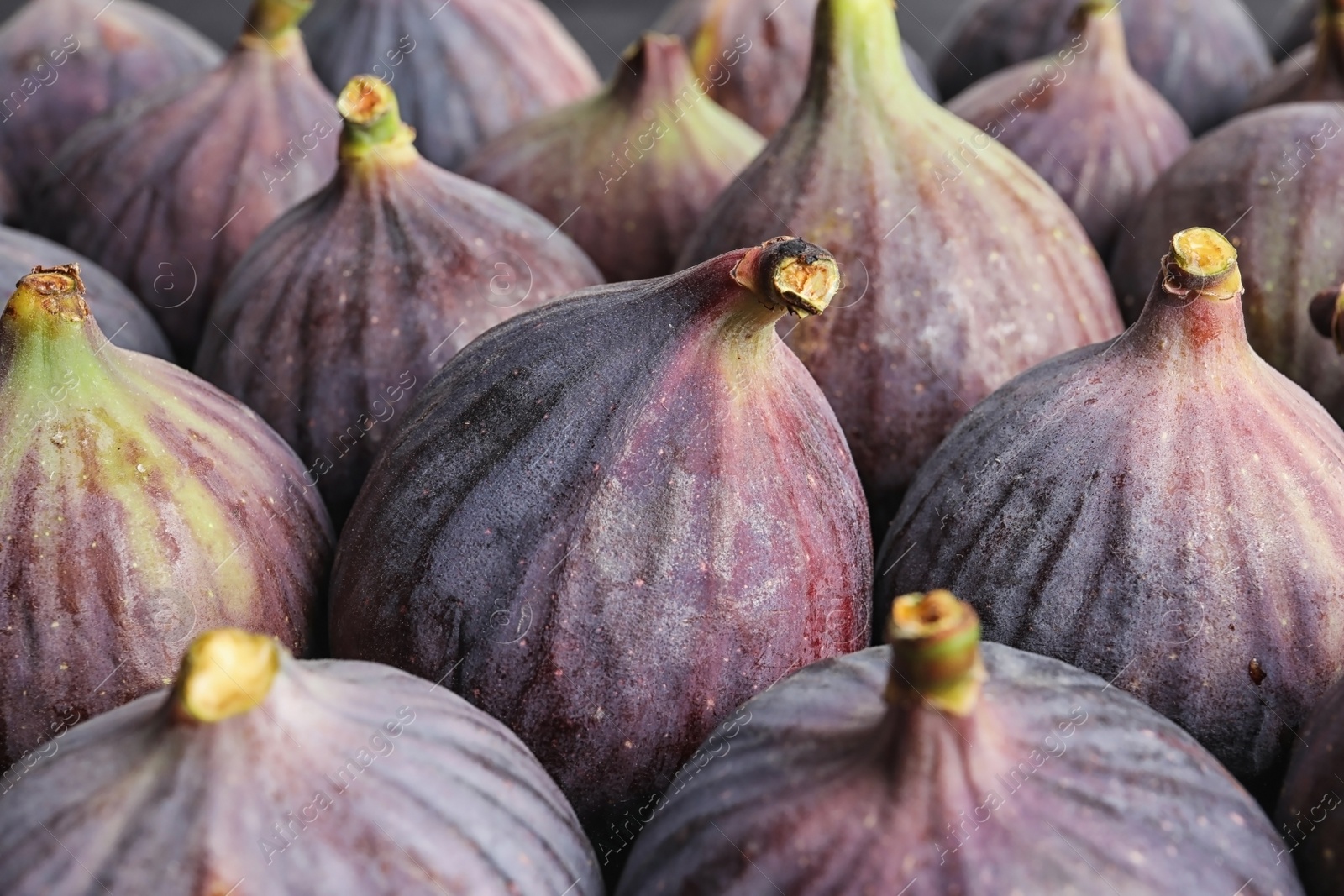 Photo of Many whole fresh purple figs as background, closeup