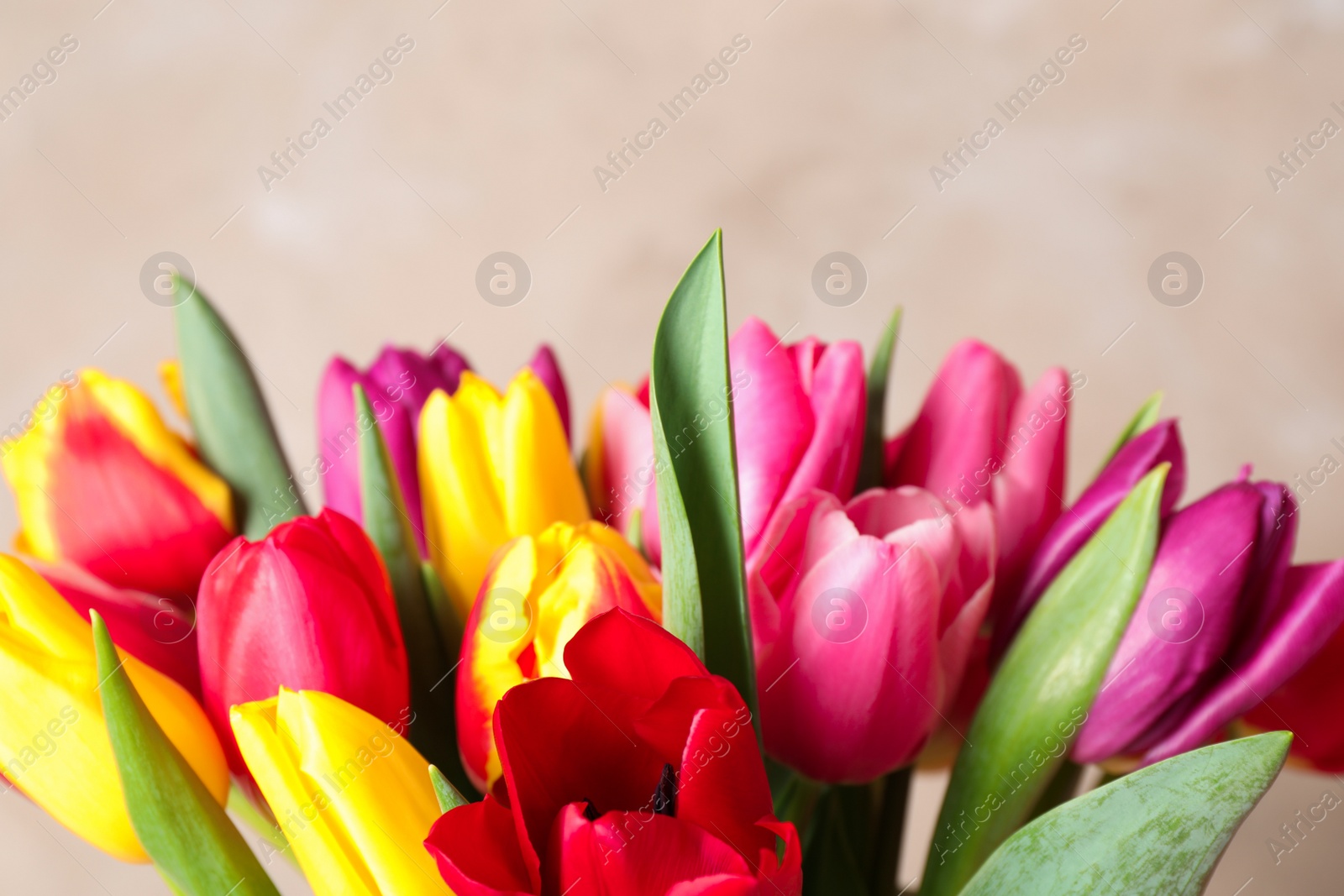 Photo of Beautiful spring tulips on light background, closeup