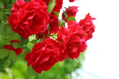 Photo of Beautiful green bush with blooming roses in garden, closeup