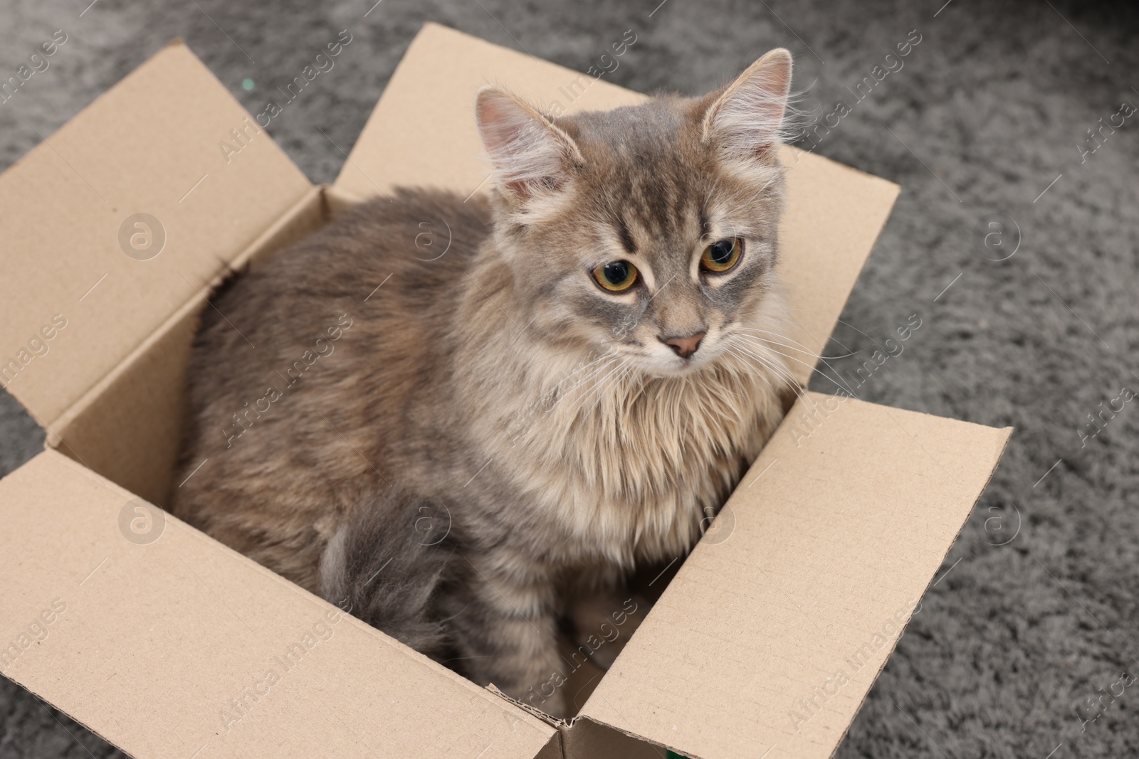 Photo of Cute fluffy cat in cardboard box on carpet