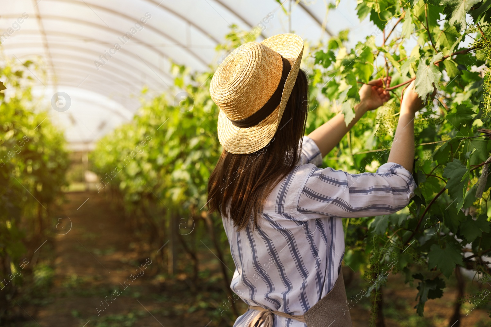 Photo of Woman working with grape plants in greenhouse