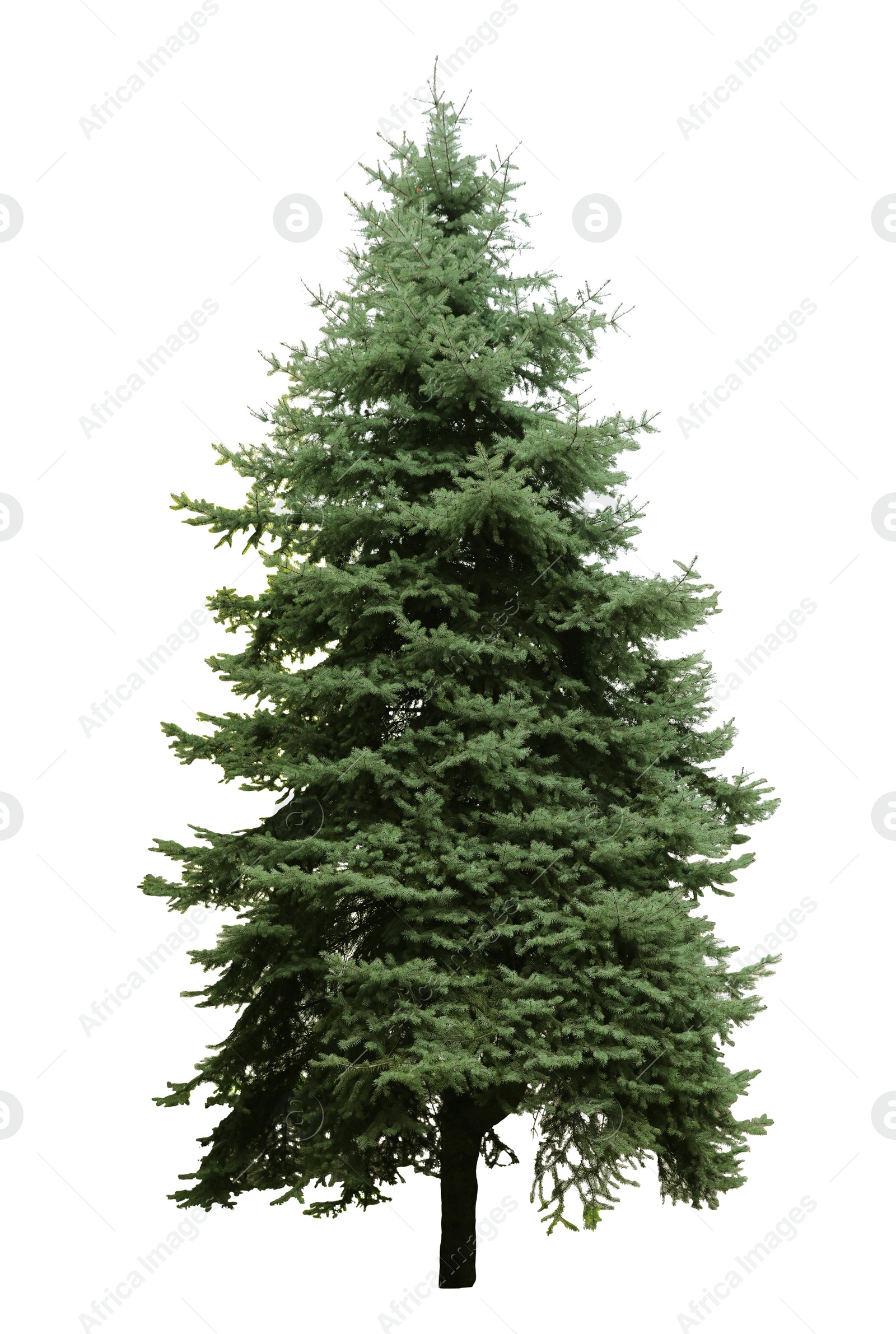 Image of Beautiful evergreen fir tree on white background