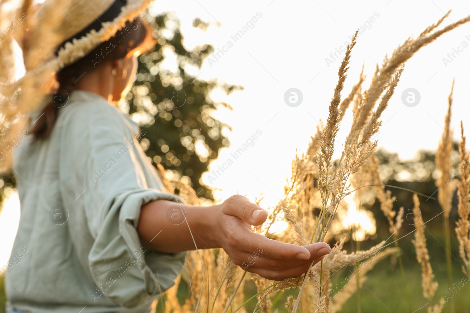 Photo of Woman walking through meadow and touching reed grass at sunset, selective focus