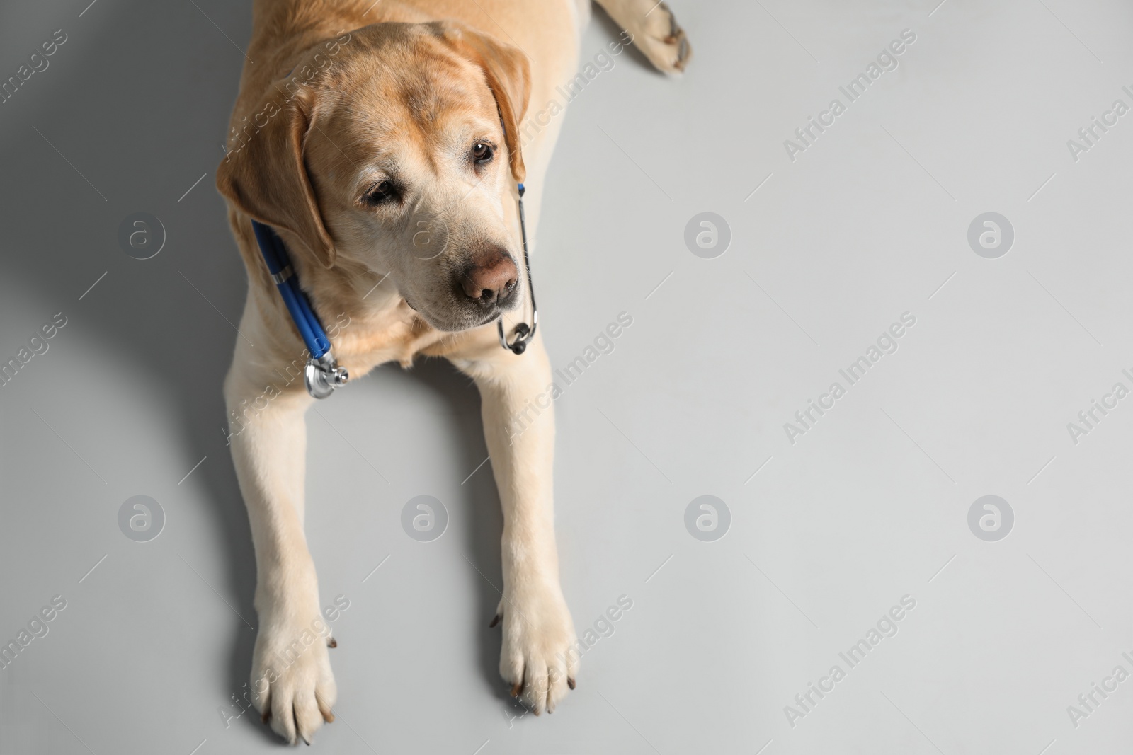 Photo of Cute Labrador dog with stethoscope as veterinarian on light grey background, above view. Space for text