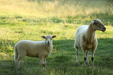 Photo of Beautiful sheep and lamb on green pasture. Farm animal