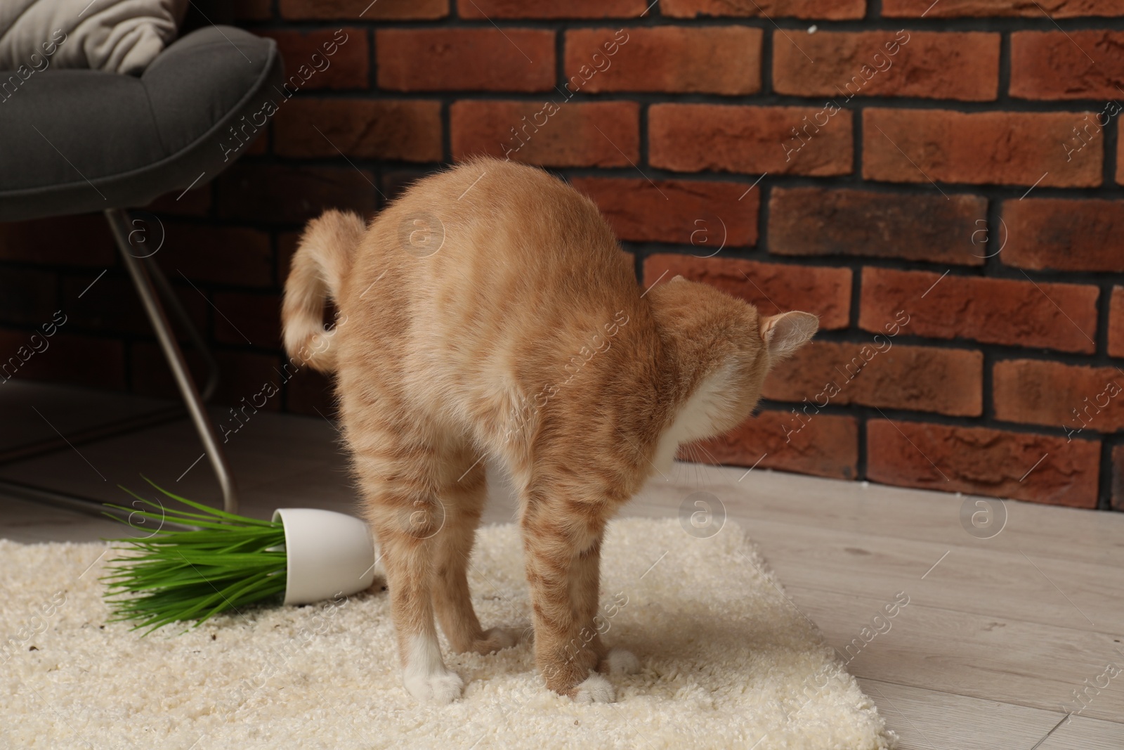 Photo of Cute ginger cat near overturned houseplant on carpet at home