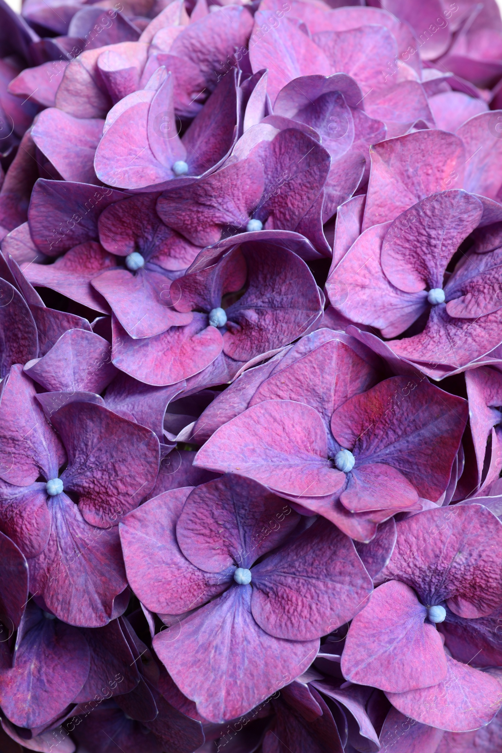 Photo of Beautiful violet hortensia flowers as background, closeup